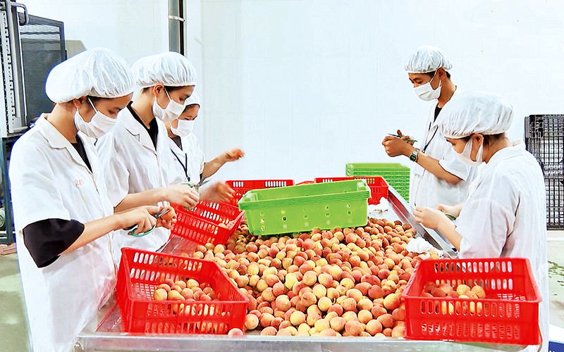 Vải thiều Bắc Giang được sơ chế trước khi đóng gói xuất khẩu. Ảnh | An Nhiên