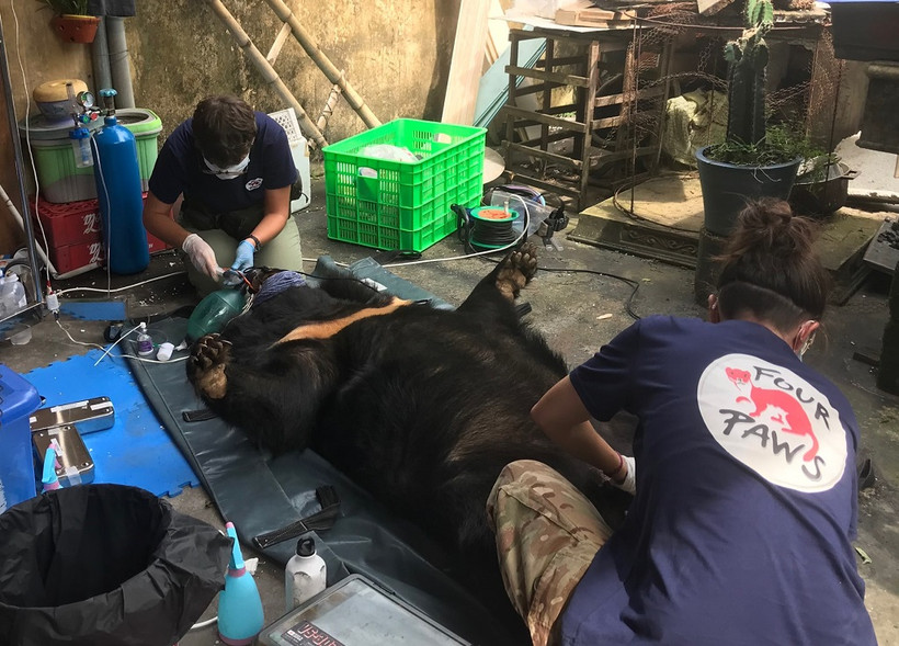 Kiểm tra sức khỏe cho gấu.