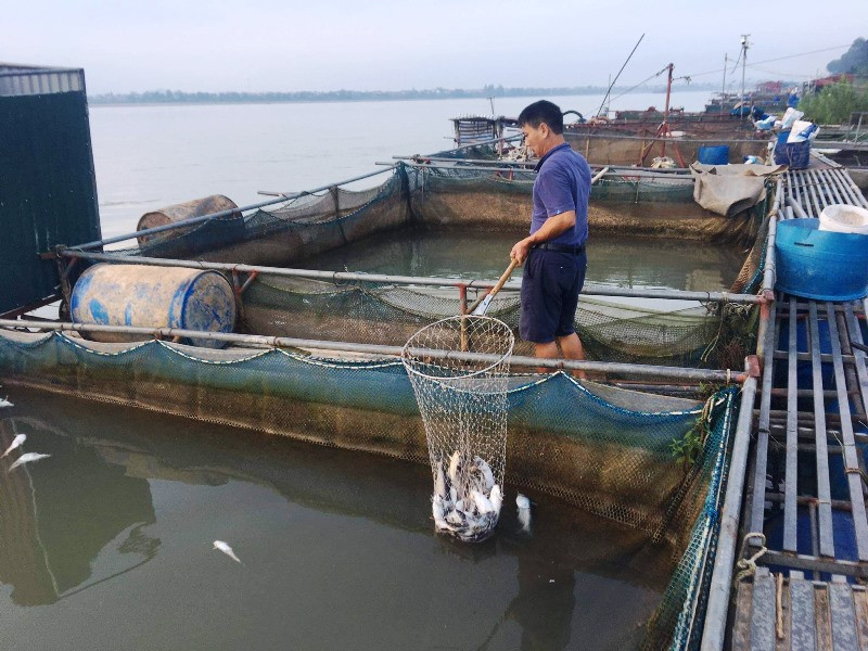 Người dân xã Xuân Lộc vớt số cá chết tại lồng đi tiêu hủy.