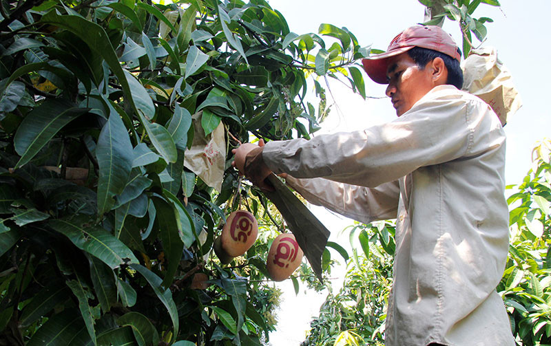 Chăm sóc xoài thư pháp phục vụ thị trường Tết.