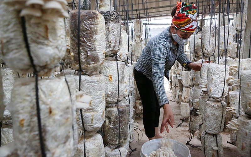 Nông dân thu hoạch nấm trồng. Ảnh: THÀNH ĐẠT