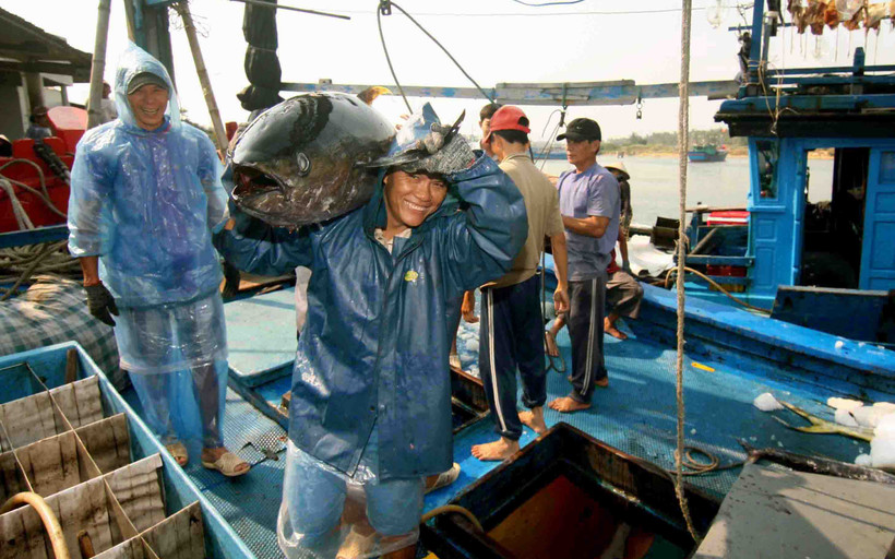 Vận chuyển cá ngừ đại dương tại cảng cá Tam Quan, thị trấn Tam Quan Bắc, thị xã Hoài Nhơn, tỉnh Bình Định. (Ảnh: Vũ Sinh/TTXVN)