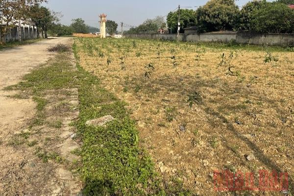 Đất đai tại dự án bị bỏ hoang.