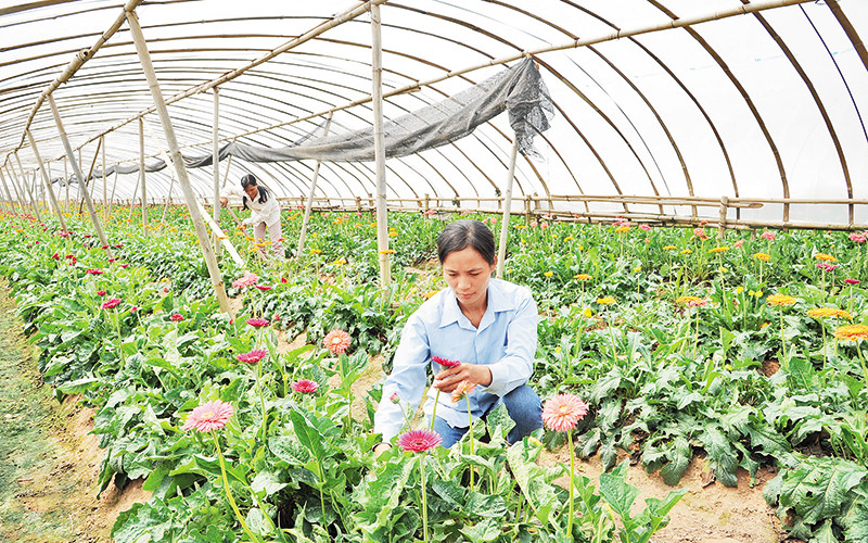 Nông dân huyện Hoài Đức (Hà Nội) chăm sóc hoa. Ảnh: Trần Hải 