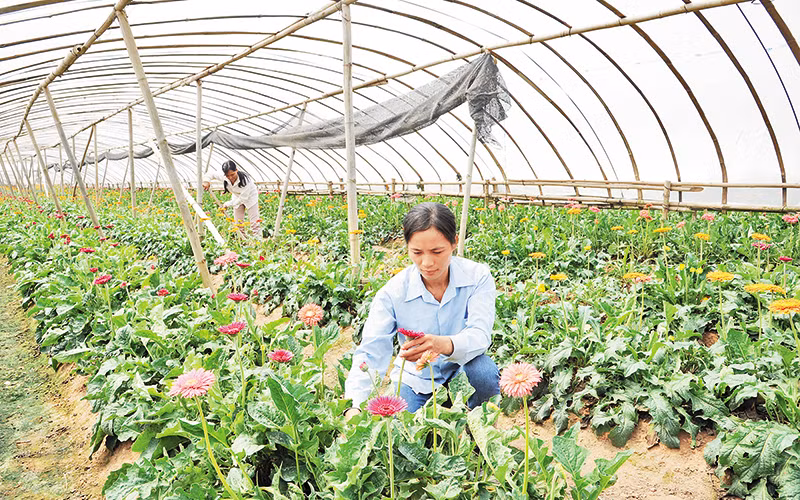 Nông dân huyện Hoài Đức (Hà Nội) chăm sóc hoa. Ảnh: Trần Hải 