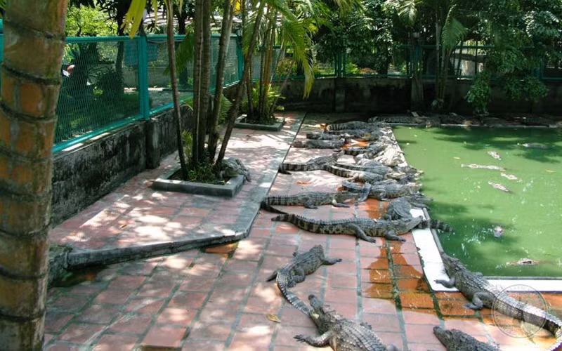 Chăn nuôi cá sấu nước ngọt tại Công ty TNHH Cá sấu Việt Nam. Ảnh: VĂN TUYẾN