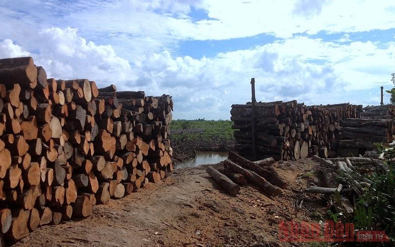 Gỗ đước chất đống ở ấp Ông Định, xã Tân n Tây (huyện Ngọc Hiển) nhưng chưa có đầu ra.