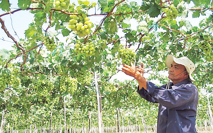 Trồng nho sạch, cho thu nhập cao ở Ninh Thuận.