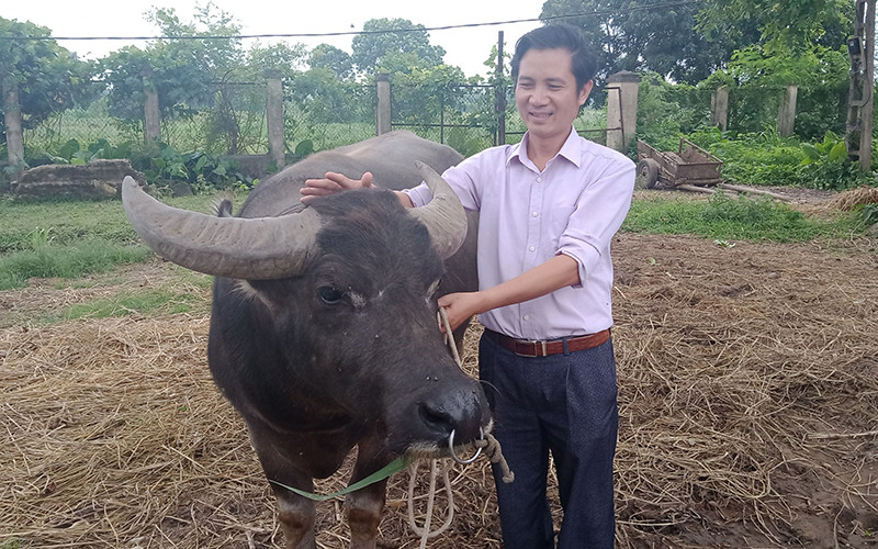 TS Nguyễn Văn Đại nghiên cứu, bảo tồn, phát triển giống trâu “ngố” . 