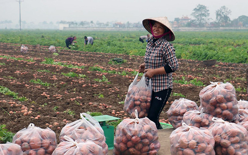 Nông dân xã Vũ An, huyện Kiến Xương (Thái Bình) thu hoạch khoai tây trồng theo mô hình sản xuất hàng hóa. Ảnh: Phạm Nguyễn Hồng Quang