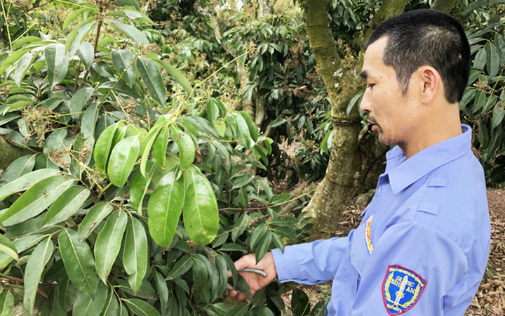 Chăm sóc vải thiều tại vùng đạt tiêu chuẩn xuất khẩu ở xã Quý Sơn, huyện Lục Ngạn (Bắc Giang).