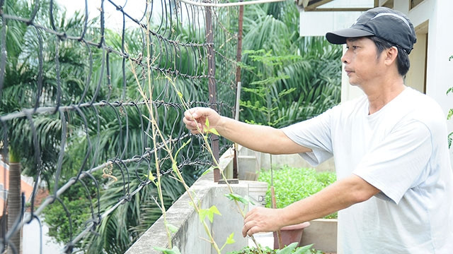 Mảnh vườn trong phố