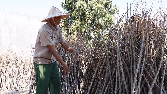 Ông Nông Văn Ngãi ở thôn 13, xã Ia R’vê chuẩn bị những hom sắn giống để trồng cho vụ mùa tới.