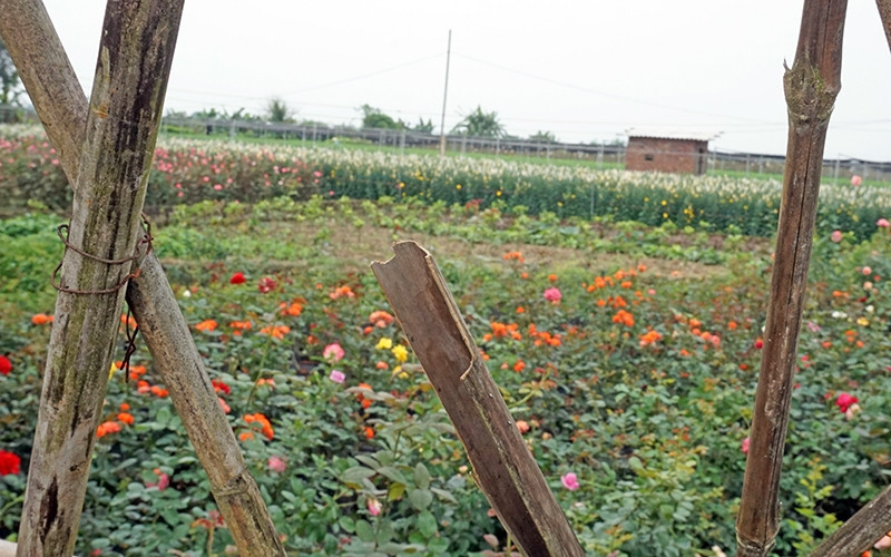 Những thửa hoa đẹp đến kỳ thu hoạch nhưng bị bỏ phí.