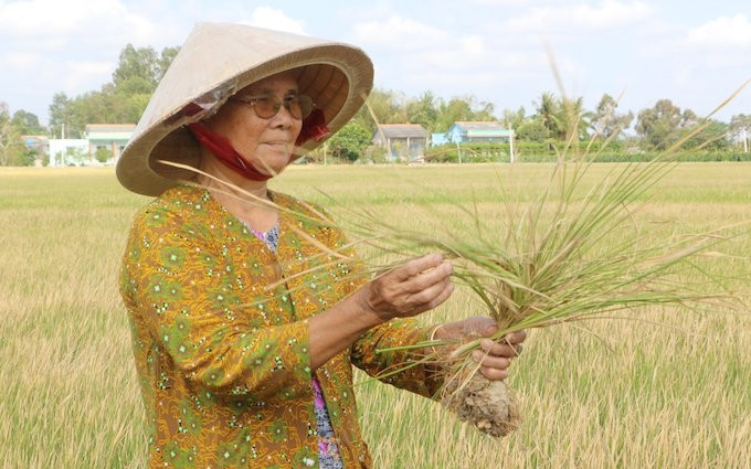 Hạn, xâm nhập mặn 2019 – 2020 đã làm khoảng 900ha lúa đông xuân ở huyện Tân Trụ, tỉnh Long An mất trắng. 