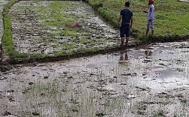 Mảnh ruộng nơi bà Thu tử vong.