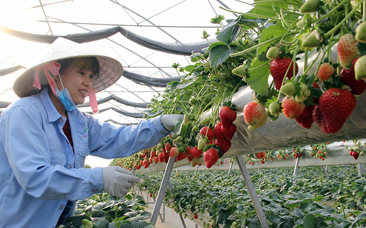 Sản xuất dâu tây theo hướng công nghệ cao tại TP Đà Lạt (Lâm Đồng).