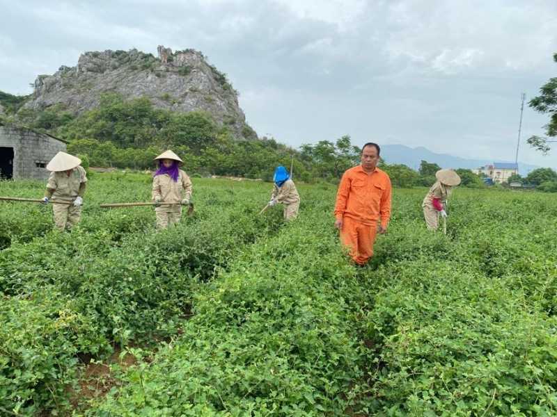 Công nhân của công ty cổ phần nông nghiệp công nghệ cao Thăng Long đang chăm sóc vùng nguyên liệu.