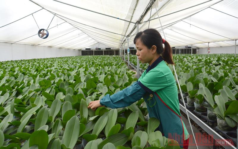 Chăm sóc hoa lan trong nhà lưới tại Hợp tác xã Đan Hoài, huyện Đan Phượng, Hà Nội. Ảnh: Đăng Anh