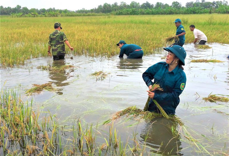 Bộ đội gặt lúa giúp dân 