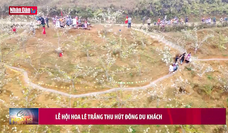 Lễ hội hoa lê trắng thu hút đông du khách