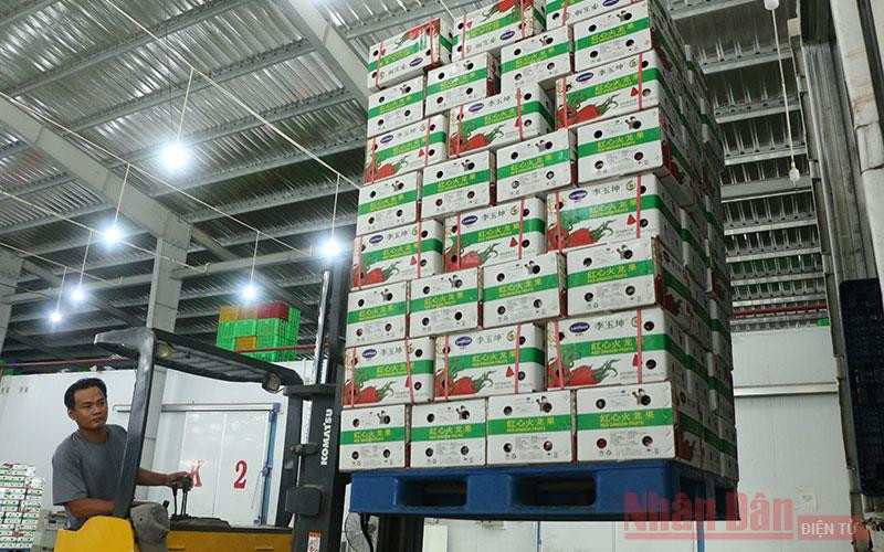 Lavifood thu mua 200 tấn thanh long ruột đỏ của các thành viên trong Hiệp hội Thanh long Long An.