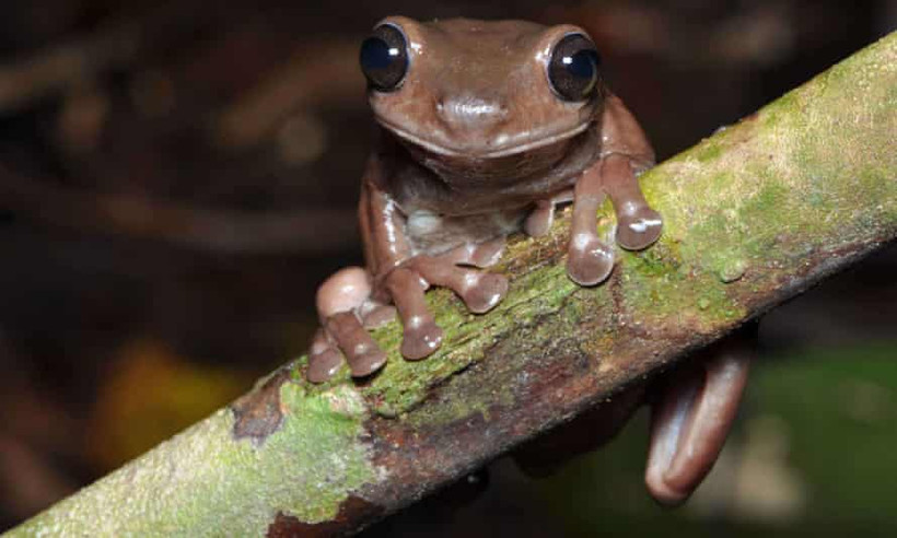  Ếch chocolate, Litoria mira, được các nhà khoa học Australia phát hiện ở đầm lầy New Guinea.