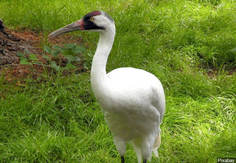 Loài sếu quý hiếm whooping crane. Ảnh: Pixabay.