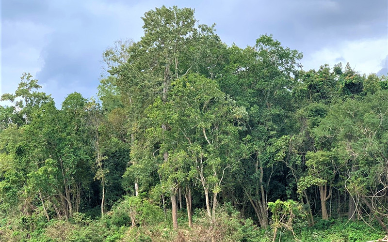 Khu Bảo tồn thiên nhiên Ea Sô hiện có đến 716 loài thực vật rừng, thuộc 141 họ, 47 bộ ở 7 lớp thuộc 5 ngành thực vật… Với tính đa dạng sinh học cao nên công tác quản lý, bảo vệ rừng ở đây là hết sức cấp bách. 