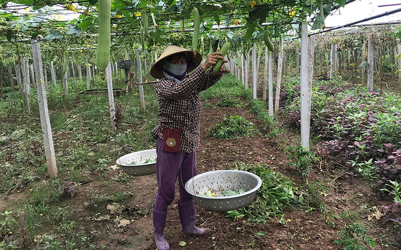 Thu hoạch rau màu tại huyện Phúc Thọ.