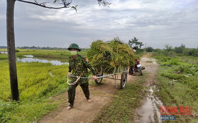Bộ đội Biên phòng giúp dân tuốt lúa và vận chuyển về từng gia đình.