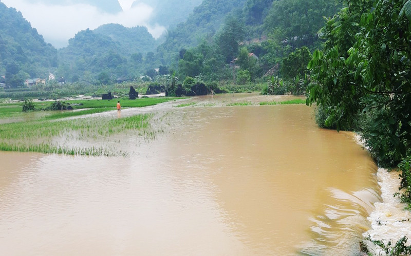 Mưa lũ làm ngập úng cây trồng tại huyện Hà Quảng (Cao Bằng).