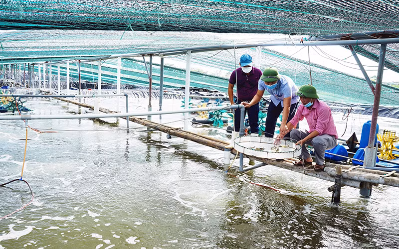 Kiểm tra sự phát triển tôm thương phẩm của hộ nuôi tôm vùng ven biển huyện Kim Sơn (Ninh Bình). 
