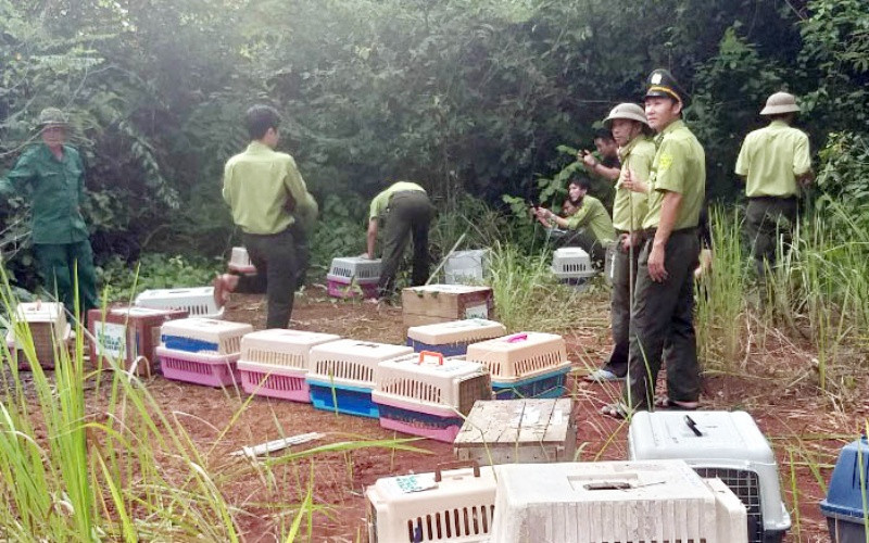 Lực lượng chức năng đưa các cá thể động vật quý hiếm thả về môi trường rừng tự nhiên, tại Vườn quốc gia Cát Tiên.