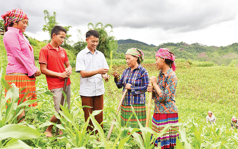 Bí thư Chi bộ bản Tà Han, Xuân Lạc, Chợ Đồn (Bắc Kạn) Giàng A Trừ (đứng giữa) hướng dẫn bà con kinh nghiệm trồng giống ngô năng suất cao. Ảnh | Trần Hải