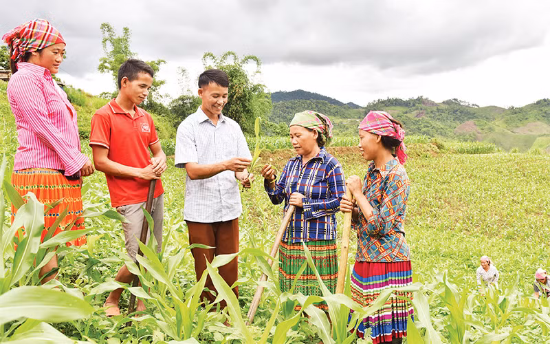 Bí thư Chi bộ bản Tà Han, Xuân Lạc, Chợ Đồn (Bắc Kạn) Giàng A Trừ (đứng giữa) hướng dẫn bà con kinh nghiệm trồng giống ngô năng suất cao. Ảnh | Trần Hải