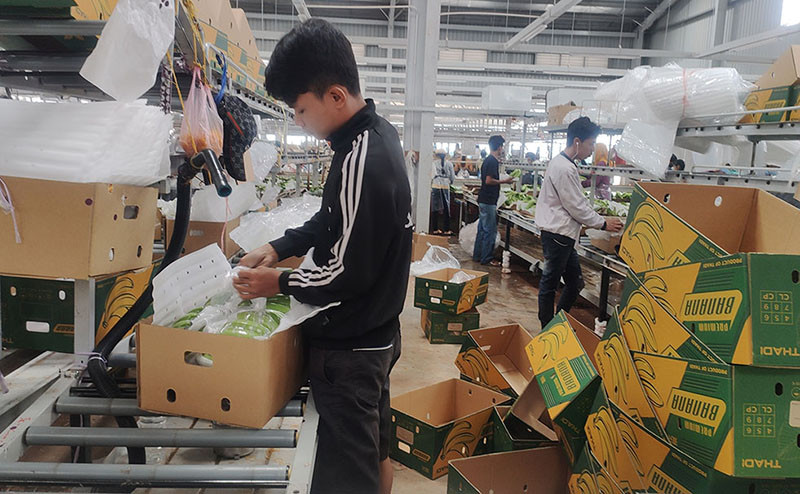 Đóng gói chuối xuất khẩu tại một nhà máy do Việt Nam đầu tư ở Campuchia