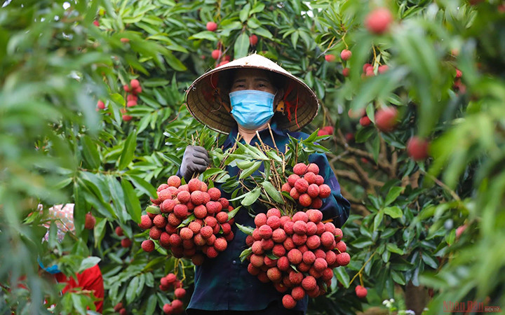 Vải thiều Bắc Giang (Ảnh minh họa: Hà Nam).