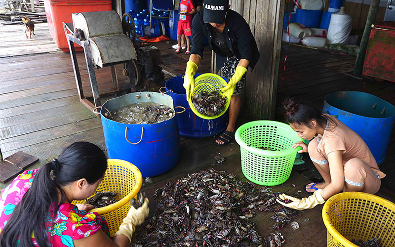 Con ba khía - một loài giáp sát dân dã và phổ biển ở miệt rừng ngập mặn Cà Mau.
