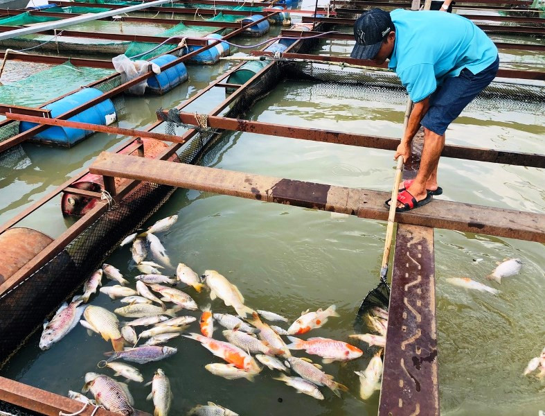 Cá chết nổi trong bè gia đình anh Nguyễn Văn Vỵ.