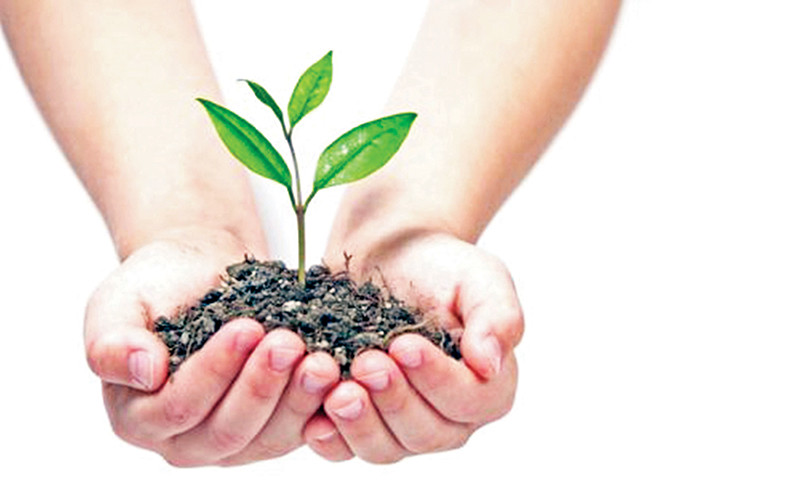 Rừng thưa vắng đại thụ, thành phố thiếu cây xanh