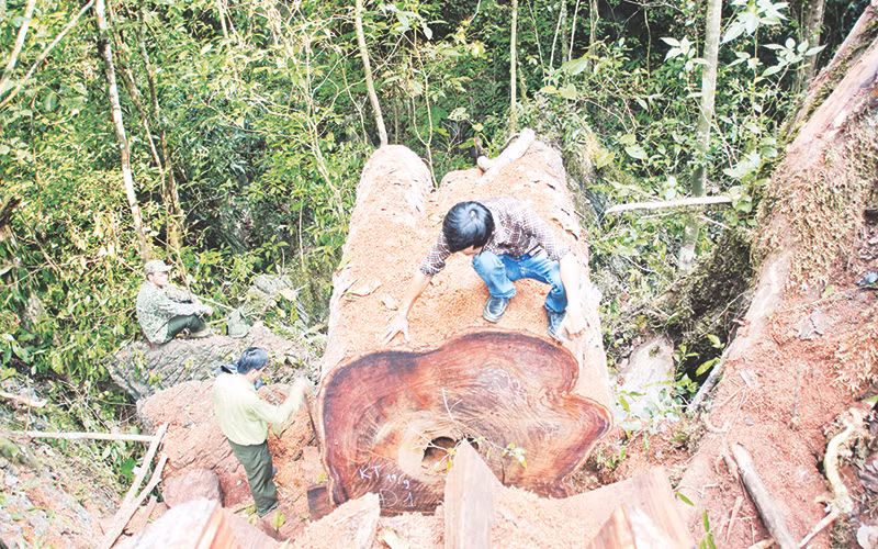 Hiện trường một vụ phá rừng đặc dụng ở Hà Giang do nhà báo Đỗ Doãn Hoàng và nhóm đồng nghiệp điều tra, tố cáo.