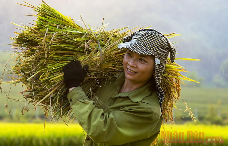 Ngày mùa ở huyện miền núi Anh Sơn