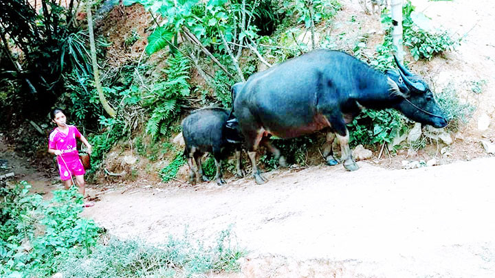 Em gái Thái Đỏ dắt trâu về bản.