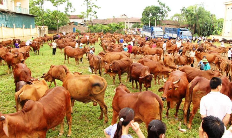 Đàn bò tại xã Minh Châu, huyện Ba Vì.