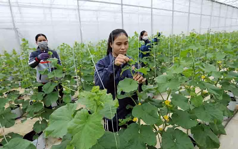 Sản xuất cây trồng hữu cơ tại Hợp tác xã Tinh Hoa Farm, thành phố Buôn Ma Thuột (Ðắk Lắk). Ảnh: VĂN SINH