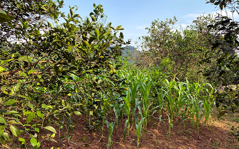 Nhiều vườn cam bị thoái hoá, người dân chặt bỏ dần chuyển sang trồng mía.