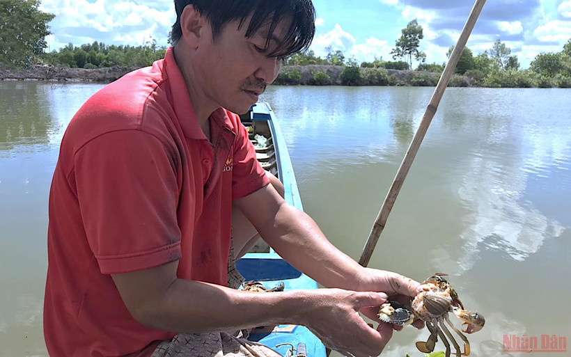 Cua nuôi của hộ dân xã Hiệp Tùng (huyện Năm Căn, tỉnh Cà Mau) bị chết bất thường.
