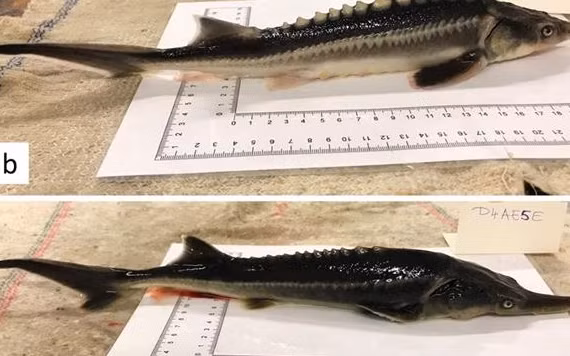 Hai con cá được lai tạo từ tinh trùng cá mái chèo Mỹ và trứng cá tầm Nga. Ảnh: Genes.