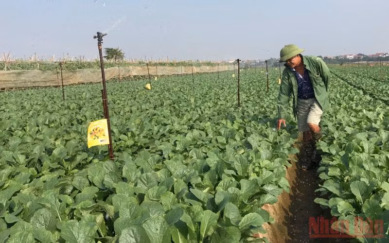 Trồng rau an toàn tại huyện Mê Linh. (Ảnh: NGỌC ANH)